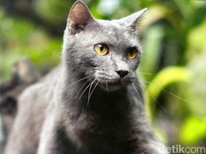 Video: Bukan British Short Hair, Kucing Ini Asli Madura Video: Bukan British Short Hair, Kucing Ini Asli Madura