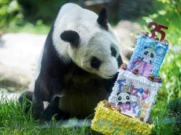 Meksiko Rayakan Ulang Tahun ke-35 Panda Xin Xin