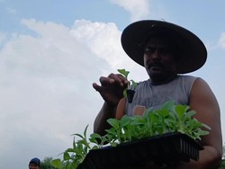 Cara Petani Tembakau di Lamongan Antisipasi Kemarau Basah