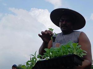Cara Petani Tembakau di Lamongan Antisipasi Kemarau Basah Cara Petani Tembakau di Lamongan Antisipasi Kemarau Basah
