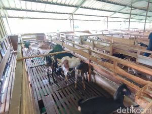 Asa Peternak Kambing Perah Ciamis di Tengah Lesunya Penjualan Susu Asa Peternak Kambing Perah Ciamis di Tengah Lesunya Penjualan Susu