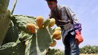 Pir Berduri Jadi Harapan Baru Petani Yaman di Tengah Krisis