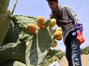 Pir Berduri Jadi Harapan Baru Petani Yaman di Tengah Krisis