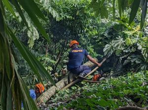 Pohon Tumbang Timpa Rumah Warga di Bogor, Kamar Mandi Rusak Berat Pohon Tumbang Timpa Rumah Warga di Bogor, Kamar Mandi Rusak Berat