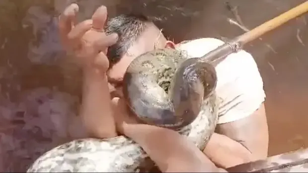 Pria Gigit Anaconda