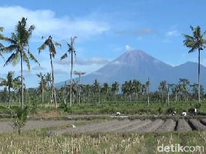 Gunung Semeru Erupsi Lagi, Status Masih Waspada