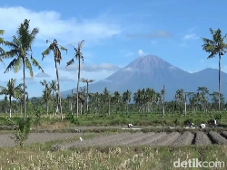 Gunung Semeru Erupsi Semburkan Abu Vulkanik Setinggi 1 Km
