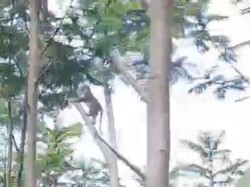 Monyet Masuk Permukiman, Warga Grati Pasuruan Resah