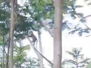 Monyet Masuk Permukiman, Warga Grati Pasuruan Resah Monyet Masuk Permukiman, Warga Grati Pasuruan Resah