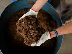 Emas Hitam yang Membuat Tanah Subur di NYC
