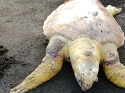 Penyu Lekang Berbobot 43 Kg Ditemukan Mati di Pangandaran