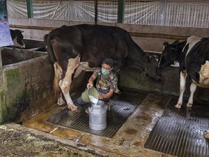 Dimodali BRI, Klaster Susu Ponorogo Berhasil Tingkatkan Produksi Dimodali BRI, Klaster Susu Ponorogo Berhasil Tingkatkan Produksi