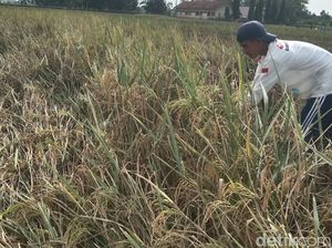 Jeritan Petani Gurem di Indramayu Saat Hasil Panen Padi Anjlok Jeritan Petani Gurem di Indramayu Saat Hasil Panen Padi Anjlok