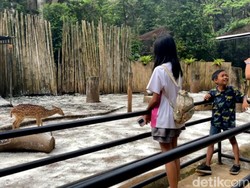 Wisatawan Boleh Botram Lagi di Bandung Zoo, Asal Jaga Kebersihan
