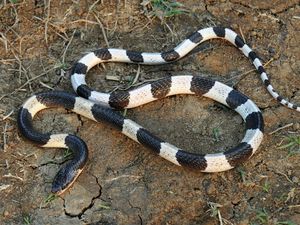 Antivenom Ular Weling Terbuat dari Apa? Ini Cara Kerja dan Harganya Antivenom Ular Weling Terbuat dari Apa? Ini Cara Kerja dan Harganya