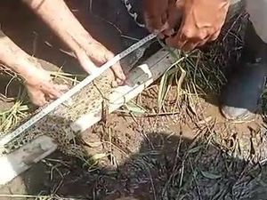 Detik-detik Buaya Muara Ukuran Kecil Ditangkap di Sungai Progo Pandak Bantul Detik-detik Buaya Muara Ukuran Kecil Ditangkap di Sungai Progo Pandak Bantul