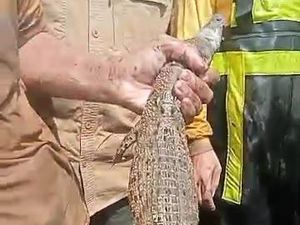 Buaya Sungai Progo Pandak Bantul Ditangkap, Begini Endingnya Buaya Sungai Progo Pandak Bantul Ditangkap, Begini Endingnya