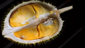 10 Durian Legit Asal Thailand yang Diburu Penggemarnya