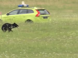 Beruang Masuk Landasan Pacu, Bandara Jepang Kacau!