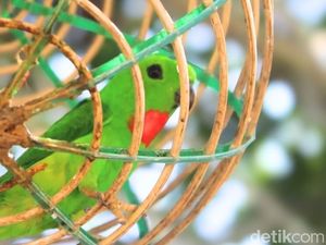 Pesona Serindit di Tana Tidung, Lebih dari Sekadar Burung Pesona Serindit di Tana Tidung, Lebih dari Sekadar Burung