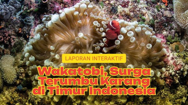 Wakatobi, Surga Terumbu Karang di Timur Indonesia