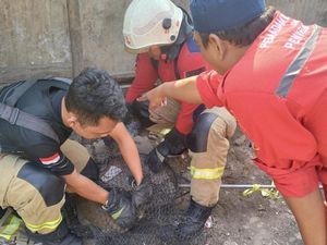 Heboh Monyet Liar Dievakuasi dari Jalanan Surabaya Heboh Monyet Liar Dievakuasi dari Jalanan Surabaya