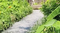 Warga Bukit Lama Keluhkan Bau Tak Sedap dari Limbah Tahu di Parit