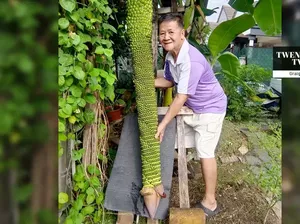 Pria Ini Kaget Pohon Pisangnya Tumbuh hingga Ribuan Sisir Pria Ini Kaget Pohon Pisangnya Tumbuh hingga Ribuan Sisir