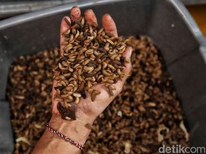 Hebat! Kampung Magot di Jakarta Utara Ubah Sampah Jadi Rupiah