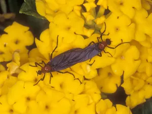 Warga Korea Selatan Diteror Jutaan Kumbang Cinta, Bikin Merinding!