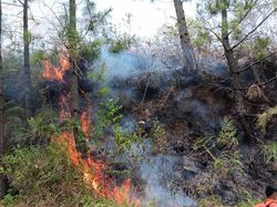 100 Hektare Lahan di Samosir Terbakar, Diduga Akibat Puntung Rokok