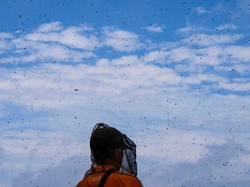 Warga Korsel Diamuk Wabah Lovebug Kumbang Cinta, Begini Penampakannya