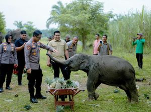 Populasi Gajah di PLG Sebangga Tinggal 6 Ekor, Polres Bengkalis Kirim Pakan