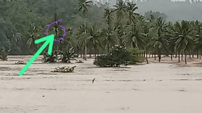Pria berjulukan Asri di Kabupaten Sinjai memanjat pohon kelapa di saat  terjadi banjir.