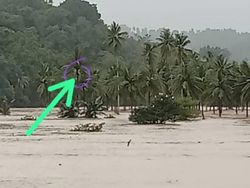 Panjat Pohon Kelapa dan Bertahan 3 Jam, Pria Ini Selamat dari Banjir