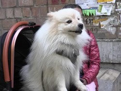 Video: Anjing Ini Berhasil Selamatkan Pemiliknya dari Serangan Rudal