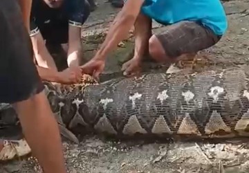 Piton Kembali Mangsa Orang di Sulawesi, Ini Penjelasan Ahli