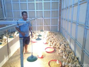 Kisah Kades Suhana, Merawat Asa dari Kandang Ayam Kisah Kades Suhana, Merawat Asa dari Kandang Ayam