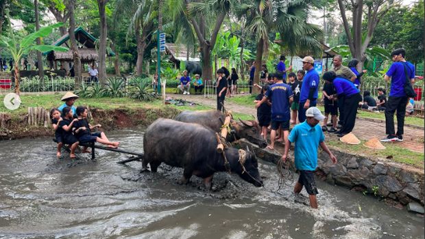 Membajak sawah sebagai bagian rangkaian acara 'Camping Under the Sea'