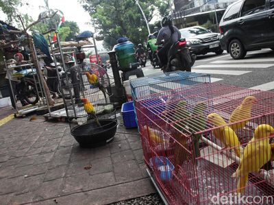 Potret Pedagang Burung Barito Jaksel yang Bakal Direlokasi ke Lenteng Agung