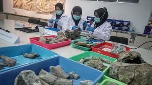 Menyambung Sejarah Purba Lewat Konservasi Fosil di Sragen