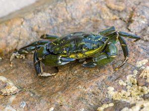 Tragis! Pria Tewas Usai Tertusuk Kepiting Hijau yang Hendak Dimasak Tragis! Pria Tewas Usai Tertusuk Kepiting Hijau yang Hendak Dimasak