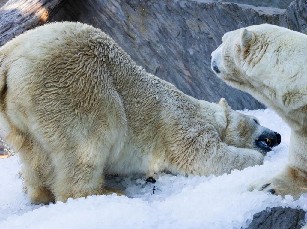 Es Bantu Beruang Kutub Bertahan di Suhu Tinggi Praha Es Bantu Beruang Kutub Bertahan di Suhu Tinggi Praha