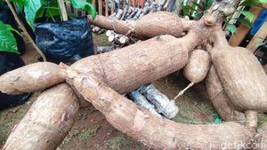 Pameran Pertanian Serba Ukuran XL di Ciamis