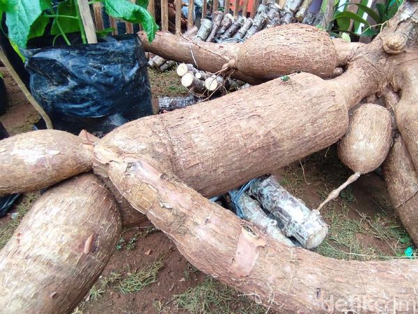 Pameran Pertanian Serba Ukuran XL di Ciamis