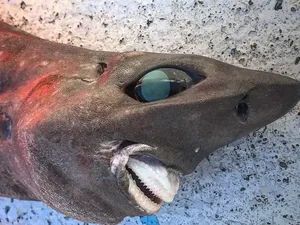 Hewan Laut Aneh Ditemukan Beberapa Tahun Terakhir, Ada Ikan Bopeng Hewan Laut Aneh Ditemukan Beberapa Tahun Terakhir, Ada Ikan Bopeng