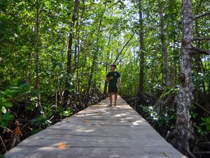 Hijau Mangrove Mentawai, Harapan Baru Wisata Berkelanjutan Hijau Mangrove Mentawai, Harapan Baru Wisata Berkelanjutan