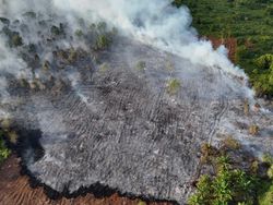 Lahan Gambut Terbakar Sulit Dipadamkan, Ternyata Milik Pemkab Siak