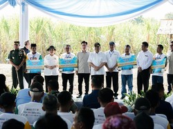 Dukung Swasembada Gula, Pupuk Indonesia Panen Tebu Bareng Wapres Gibran