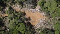 Deforestasi Indonesia Parah, Rusaknya Hutan karena Kebun Kelapa Sawit?